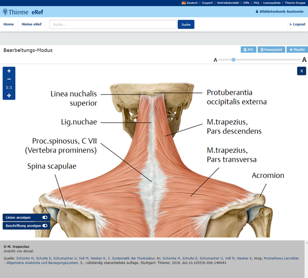 Thieme Bilddatenbank Anatomie