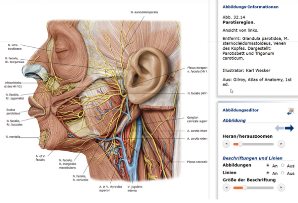 Die Thieme Bilddatenbank Anatomie ermöglicht Ihnen